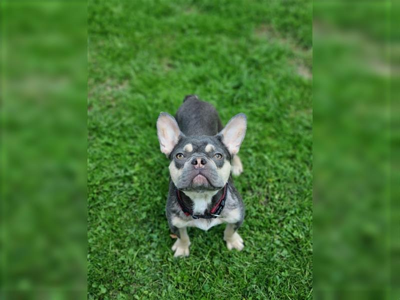 Französische Bulldogge Lilac TanWelpen, Nur noch 1 Rüde und 1 Weibchen