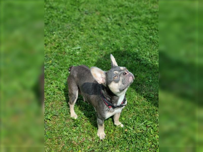 Französische Bulldogge Lilac TanWelpen, Nur noch 1 Rüde und 1 Weibchen