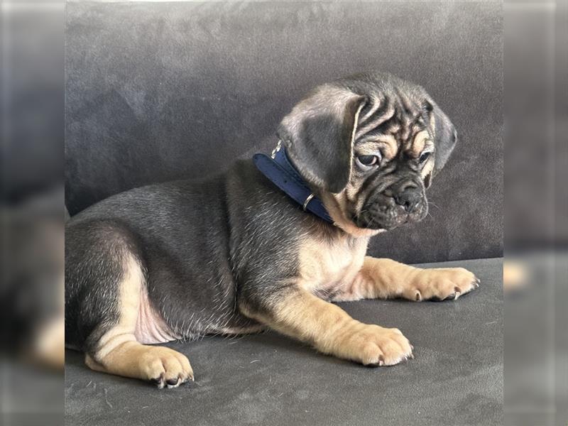 ABGABEBEREIT Frops Französische Bulldogge x Retro Mops