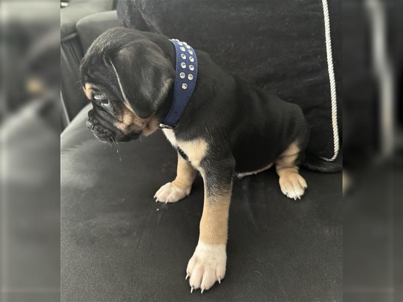 ABGABEBEREIT Frops Französische Bulldogge x Retro Mops