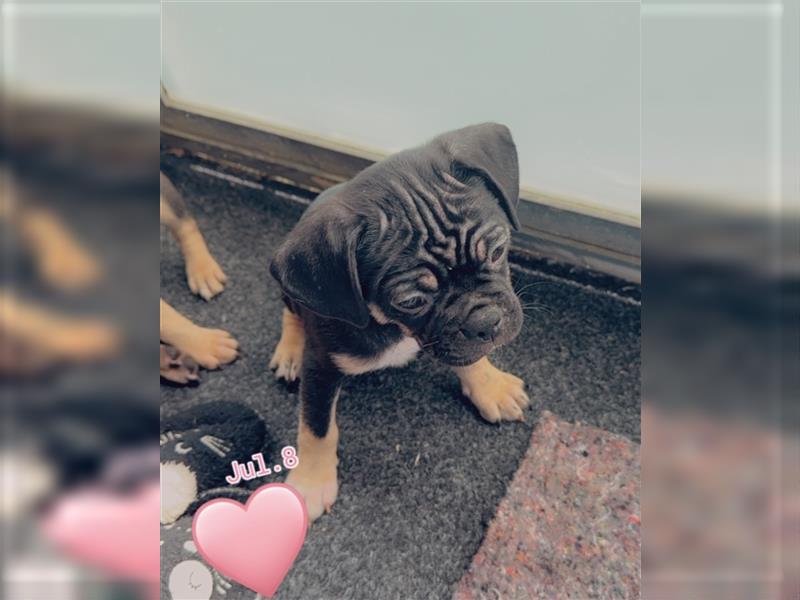 ABGABEBEREIT Frops Französische Bulldogge x Retro Mops