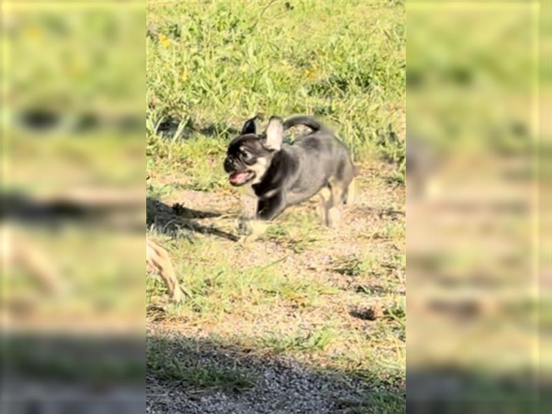 ABGABEBEREIT Frops Französische Bulldogge x Retro Mops