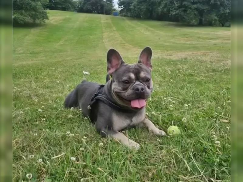 Wurfplanung französische Bulldogge Welpen