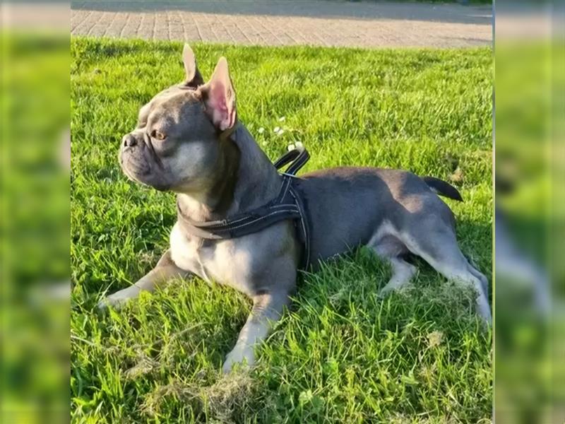 Wurfplanung französische Bulldogge Welpen