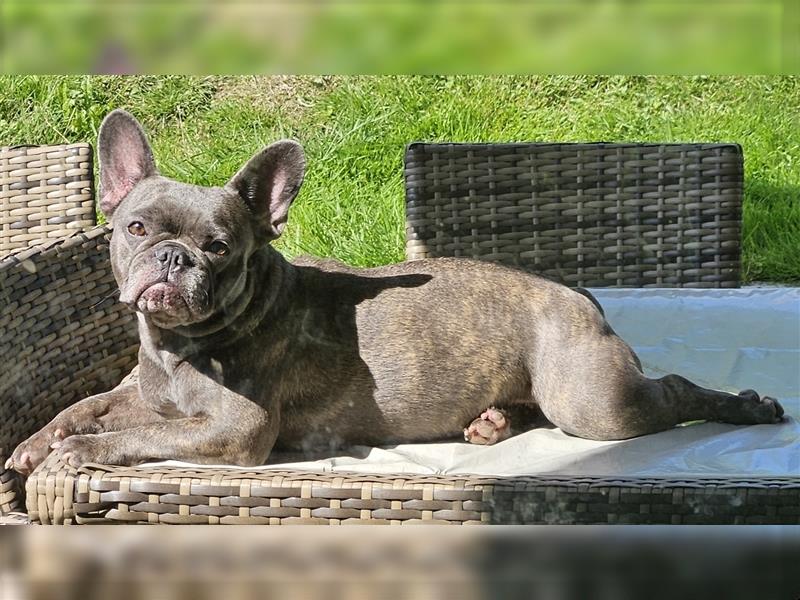 Wurfplanung französische Bulldogge Welpen