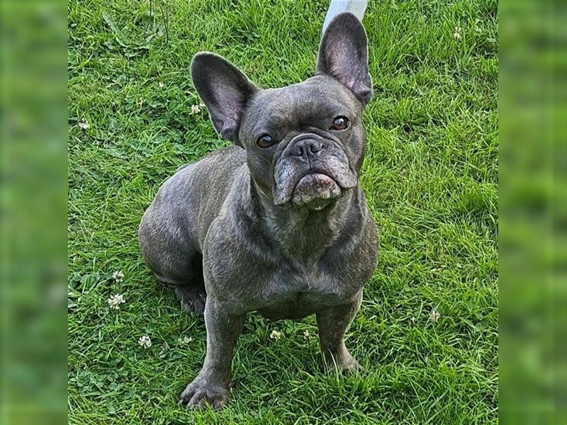 Wurfplanung französische Bulldogge Welpen