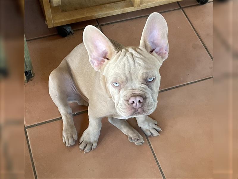 Französische Bulldogge Erwachsen (ab 3 Jahre)