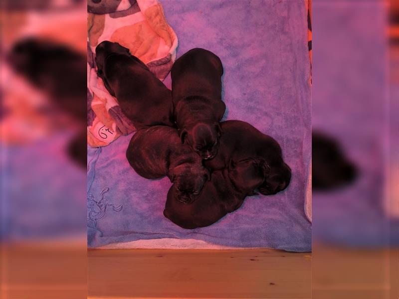 Französische Bulldoggen mix welpen