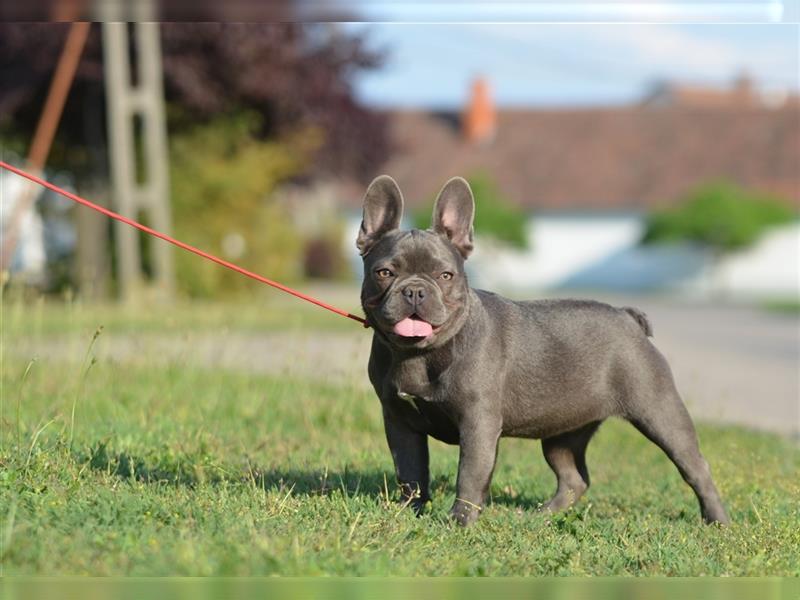 Französische Bulldoggen-Erwachsene zu verkaufen!