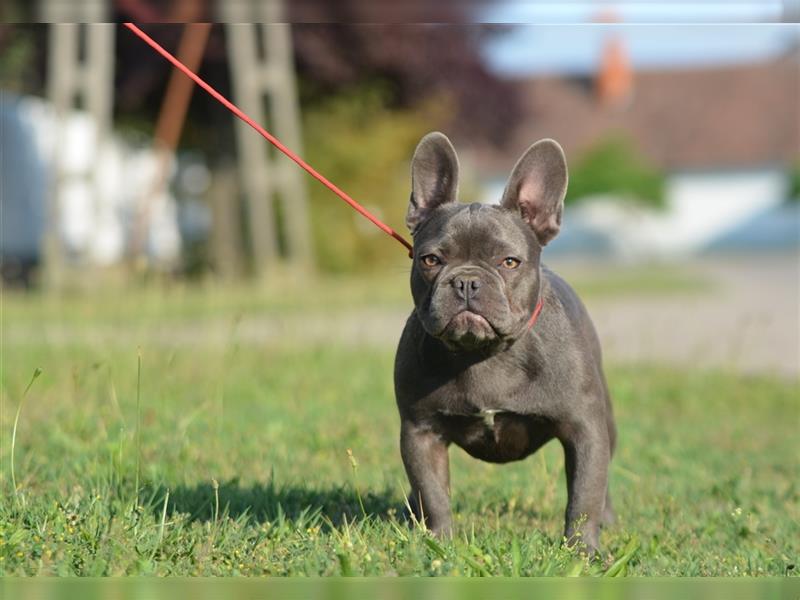 Französische Bulldoggen-Erwachsene zu verkaufen!