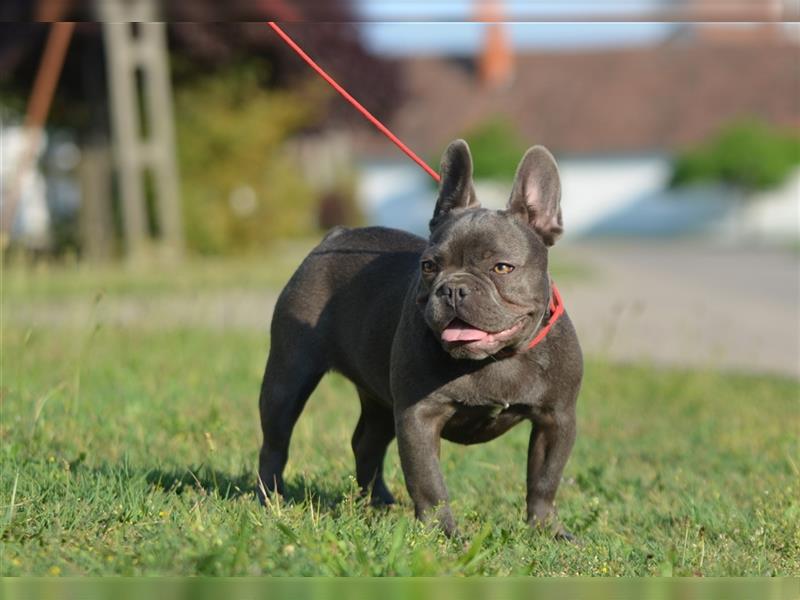 Französische Bulldoggen-Erwachsene zu verkaufen!