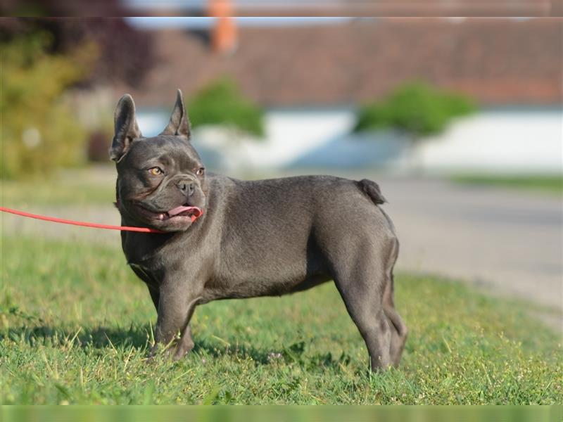 Französische Bulldoggen-Erwachsene zu verkaufen!