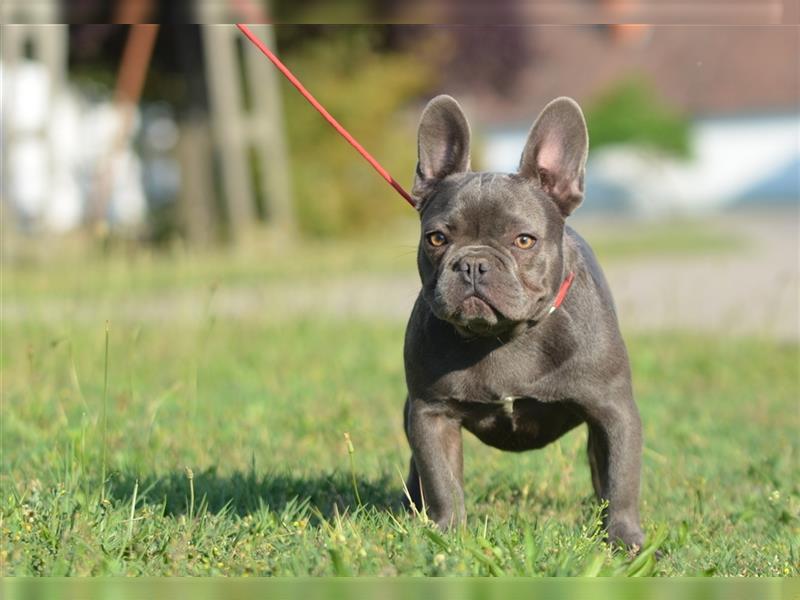 Französische Bulldoggen-Erwachsene zu verkaufen!