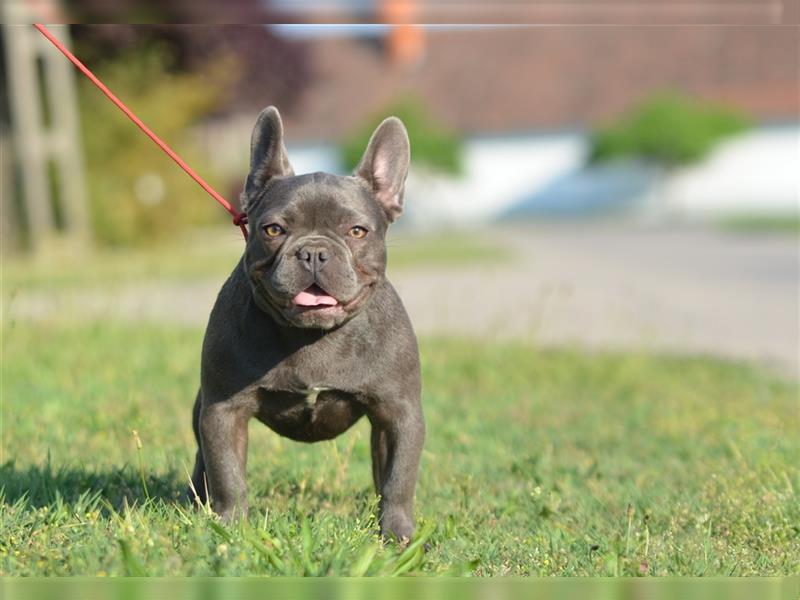 Französische Bulldoggen-Erwachsene zu verkaufen!