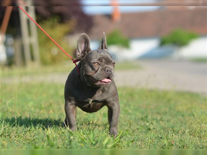 Französische Bulldoggen-Erwachsene zu verkaufen!