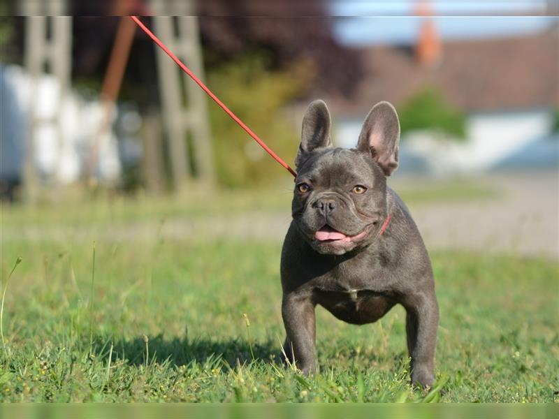 Französische Bulldoggen-Erwachsene zu verkaufen!