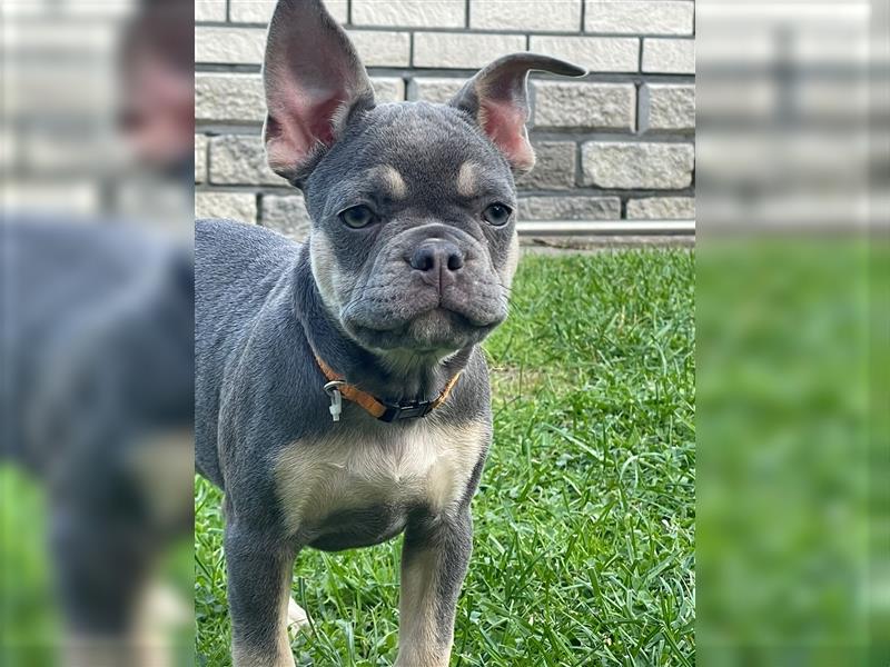 Französische Bulldoggen Welpen/Junghunde