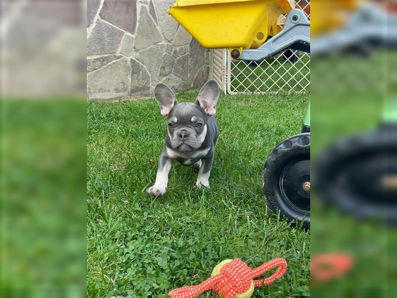 Französische Bulldoggen Welpen/Junghunde