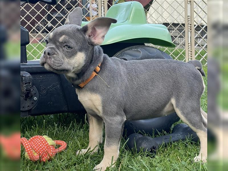 Französische Bulldoggen Welpen/Junghunde