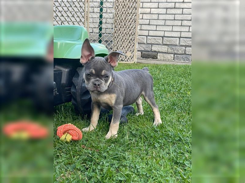 Französische Bulldoggen Welpen/Junghunde