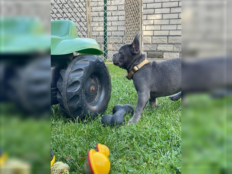 Französische Bulldoggen Welpen/Junghunde