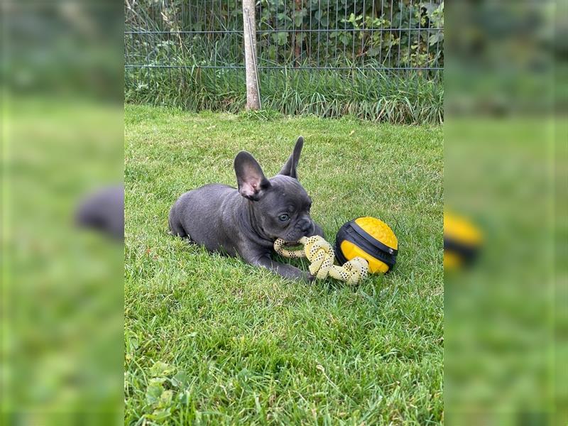 Französische Bulldoggen Welpen/Junghunde