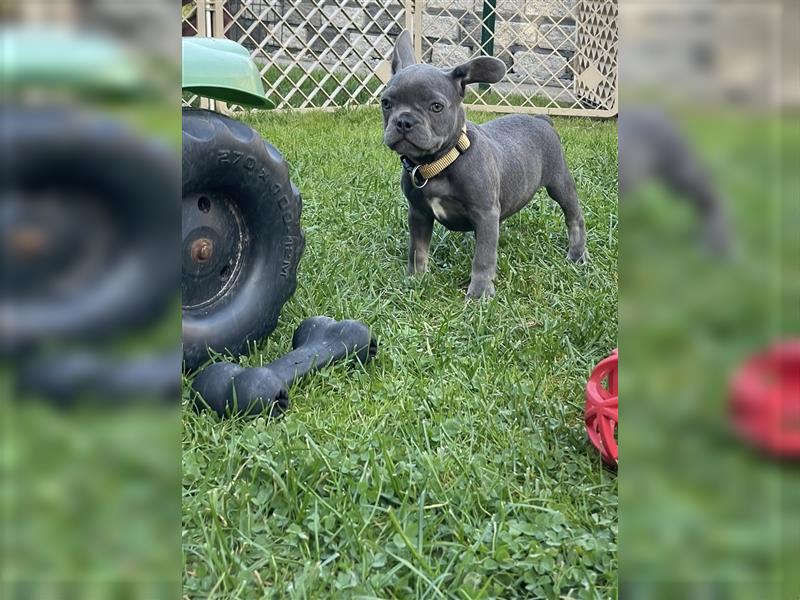 Französische Bulldoggen Welpen/Junghunde