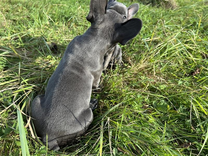 2 letze wunderschöne Welpen -Blue(grau)