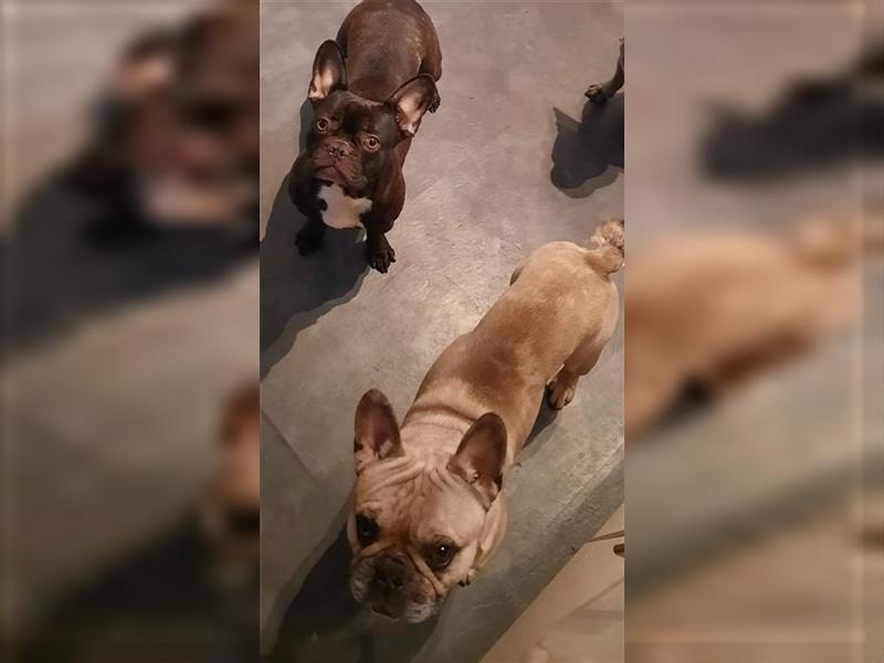 Französische Bulldoggen Welpen mit Ahnentafel