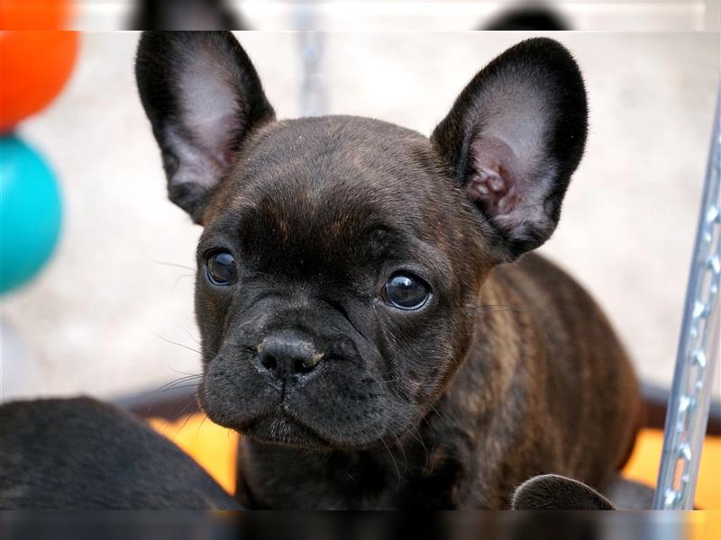 Suri Französische Bulldogge , mit Rute , sanftes Wesen sucht ab Mitte April Familie