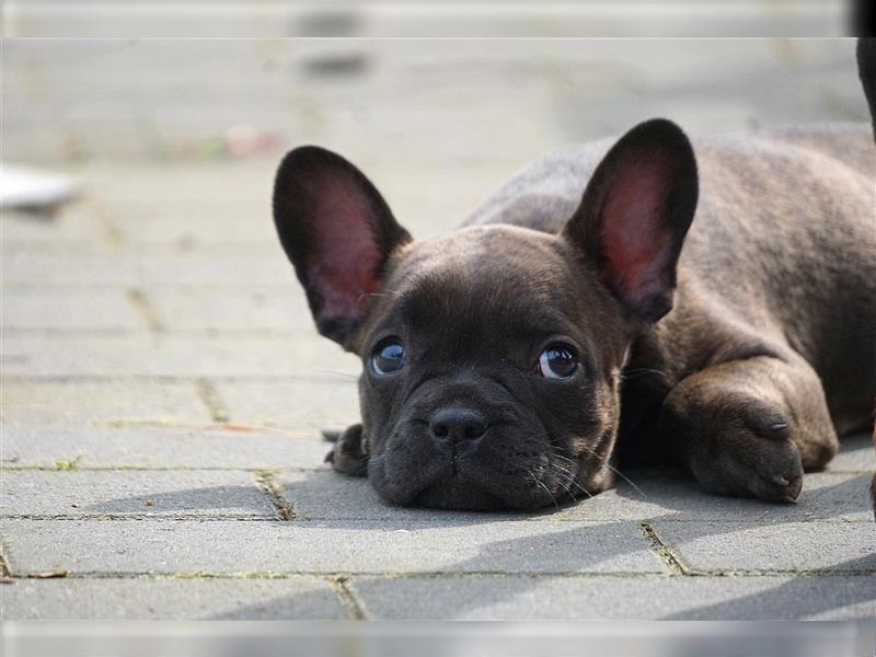 Suri Französische Bulldogge , mit Rute , sanftes Wesen sucht ab Mitte April Familie