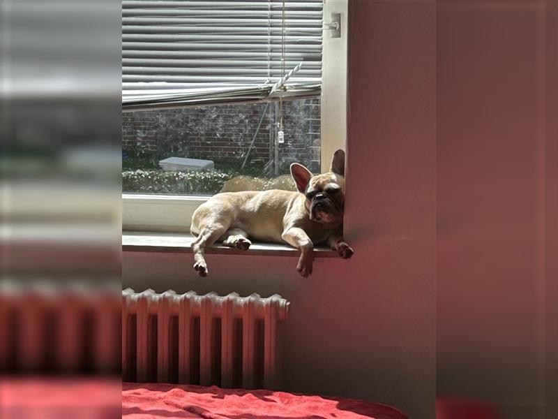 Französische Bulldogge sucht zuhause für immer