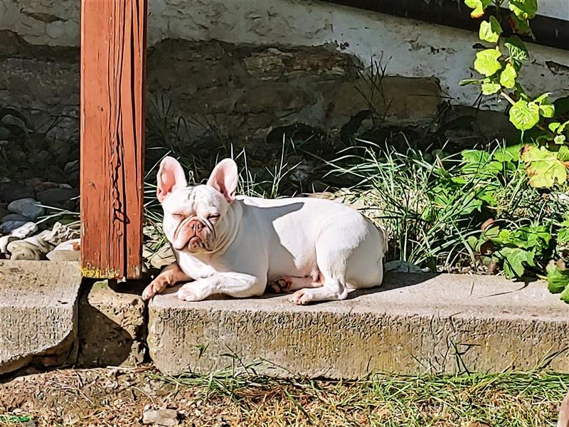 Französische Bulldogge Platinum Creme 3 Jahre Alt