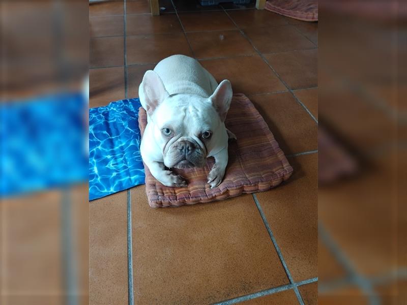 Französische Bulldogge Platinum Creme 3 Jahre Alt