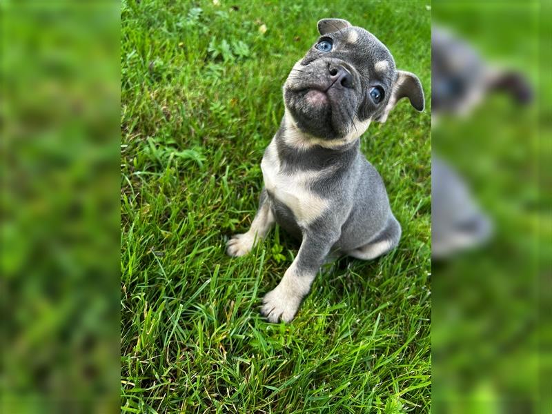 Wunderschöner Bullie - Super Nase