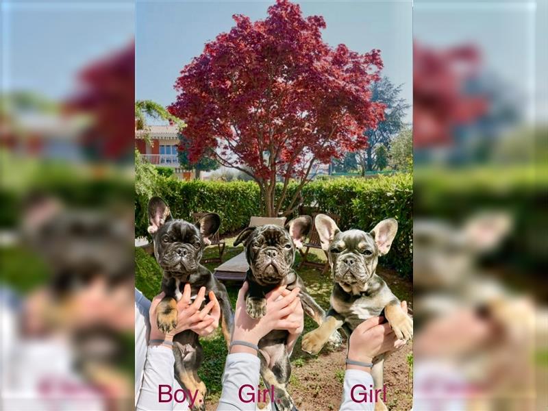 Französische Bulldogge Welpen reinrassige Junge & Mädchen