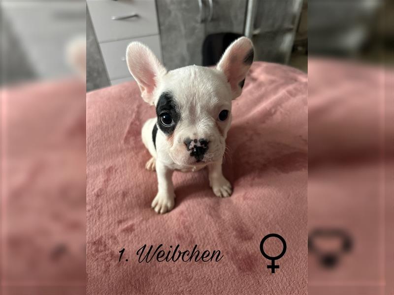 Hundewelpen Französische Bulldoggen