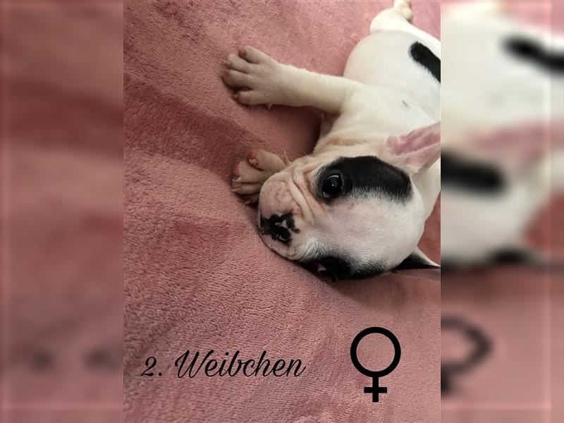 Hundewelpen Französische Bulldoggen