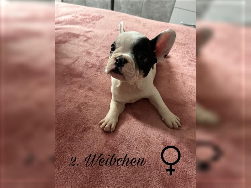 Hundewelpen Französische Bulldoggen