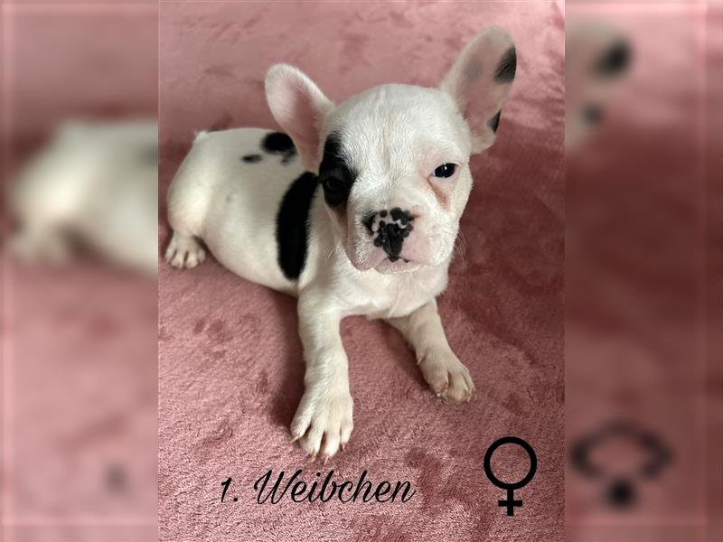 Hundewelpen Französische Bulldoggen