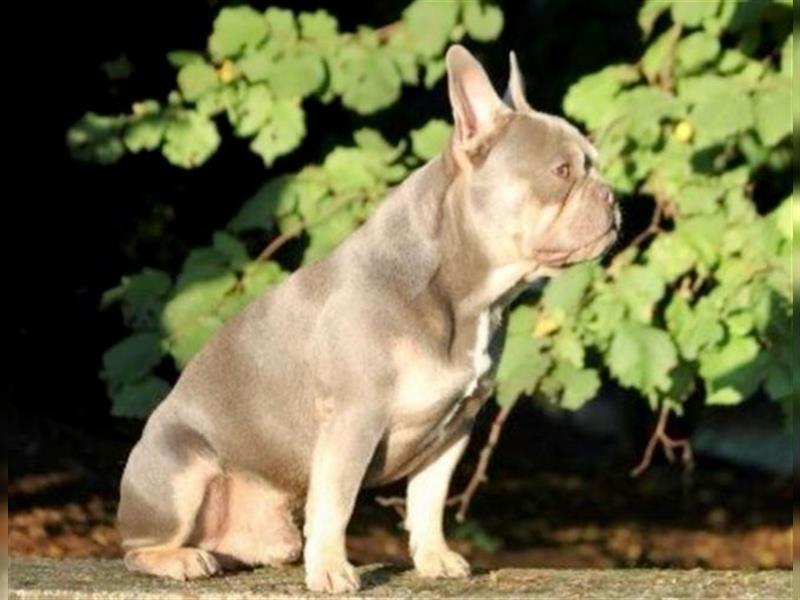 Französische Bulldogge Welpen reinrassige Junge & Mädchen