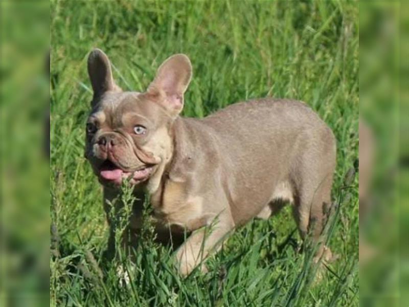 Französische bulldoggen welpen ab August abzugeben