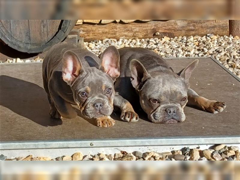 Französische bulldoggen welpen ab August abzugeben