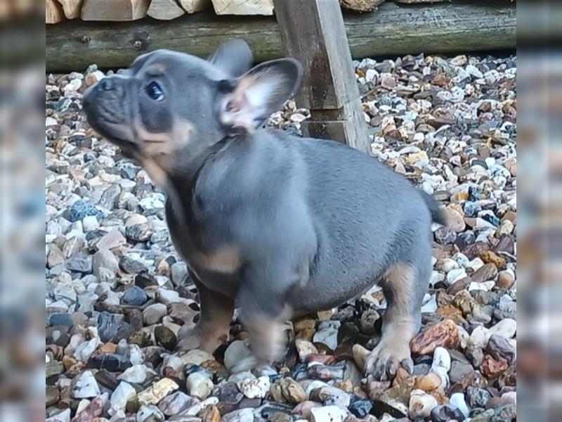 Französische bulldoggen welpen ab August abzugeben