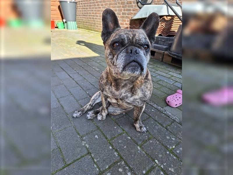 Französische Bulldogge / Englische Bulldogge