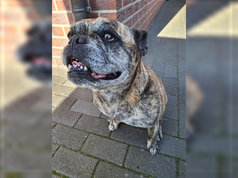 Französische Bulldogge / Englische Bulldogge