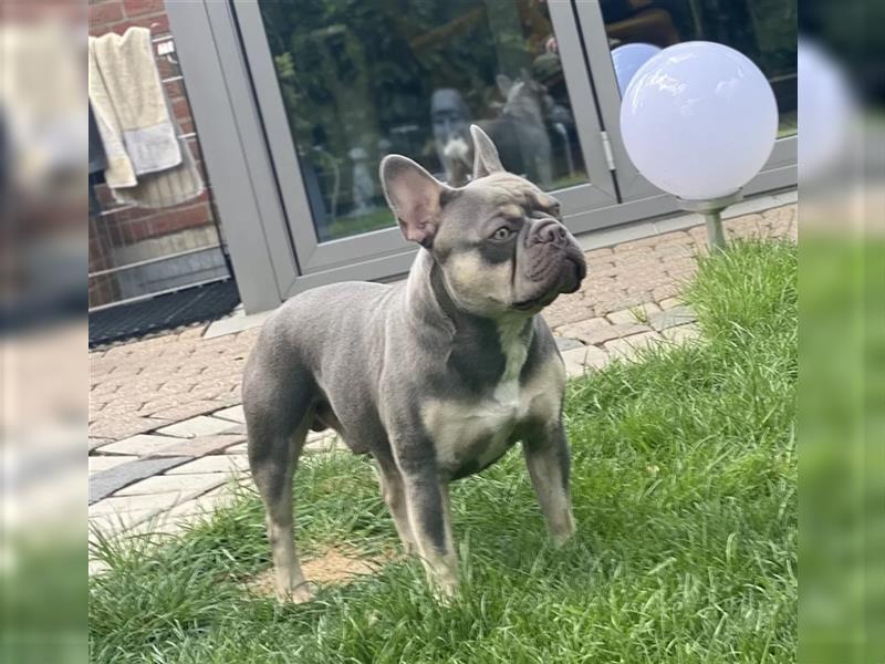 Wunderschöne Französisches Bulldoggen Welpen werden in November erwartet