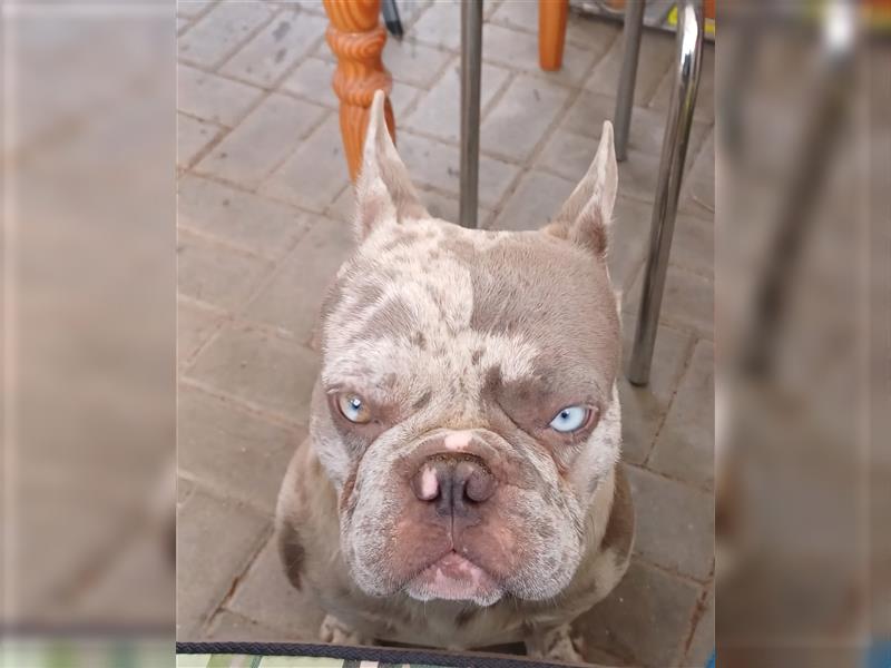 Französische Bulldogge Deckrüde Amigo in New shade isabella merle tan