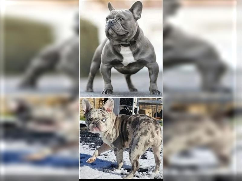 Französische Bulldogge Deckrüde Amigo in New shade isabella merle tan