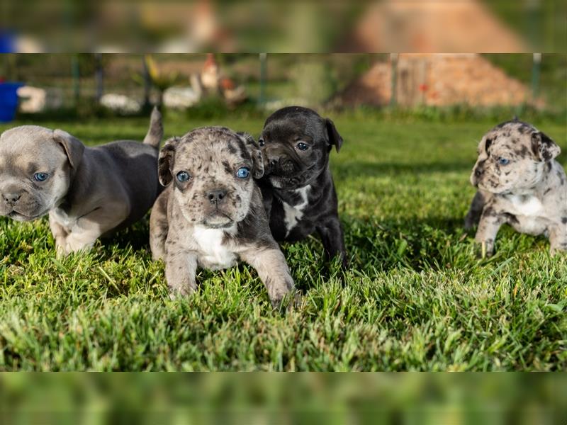 Französische Bulldoggen Welpen - Drei Hündinnen und ein Rüde verfügbar!